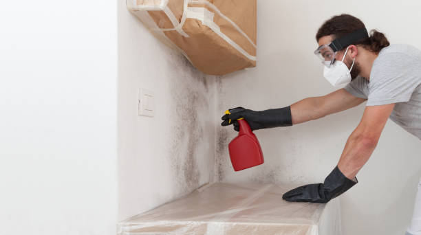 Professional Attic Mold Removal technician working in Belvidere, IL