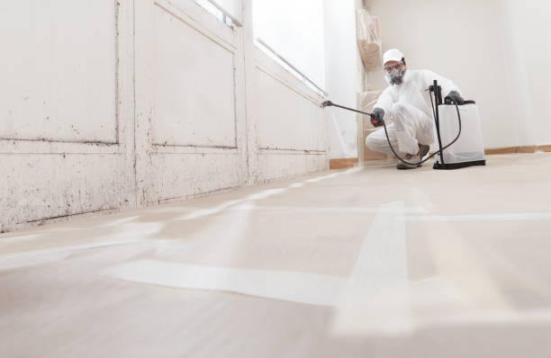 24/7 Emergency Attic Mold Removal experts in Belvidere, IL