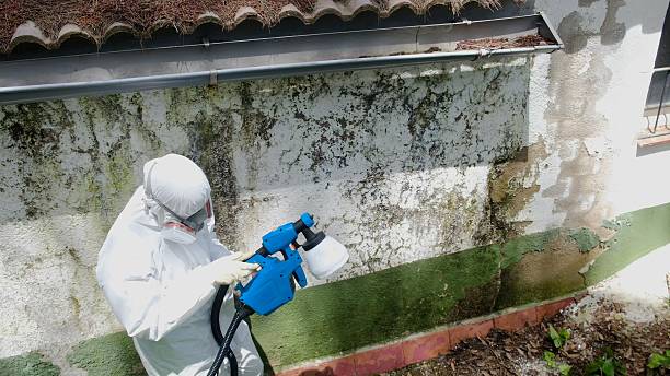 Trusted Black Mold Removal service in Belvidere, IL - Cheap Mold Removal